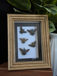 CARPENTER BEE COLLAGE 