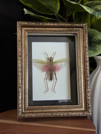 PINK/GREEN GRASSHOPPER - GOLD