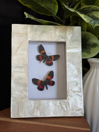 RED-ORANGE DAY MOTH DUO 