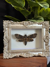 DEATH HEAD HAWK MOTH - GOLD ORNATE
