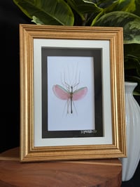 WATERMELON STICK INSECT FRAME