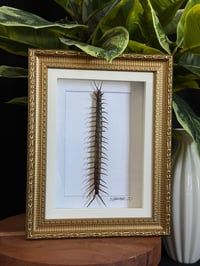 CRAWLING CENTIPEDE FRAME 