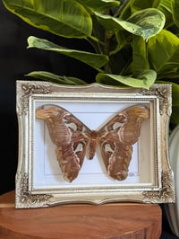 ATLAS MOTH - DUSTY GOLD