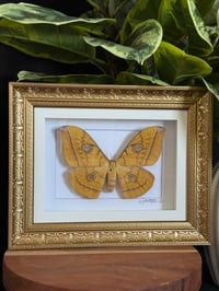 TUSSAR MOTH FRAME 