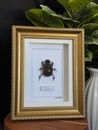 DUNG BEETLE FRAME - gold braided