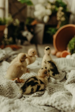 Image of Easter/Spring Minis