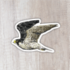 Peregrine Falcon Sticker