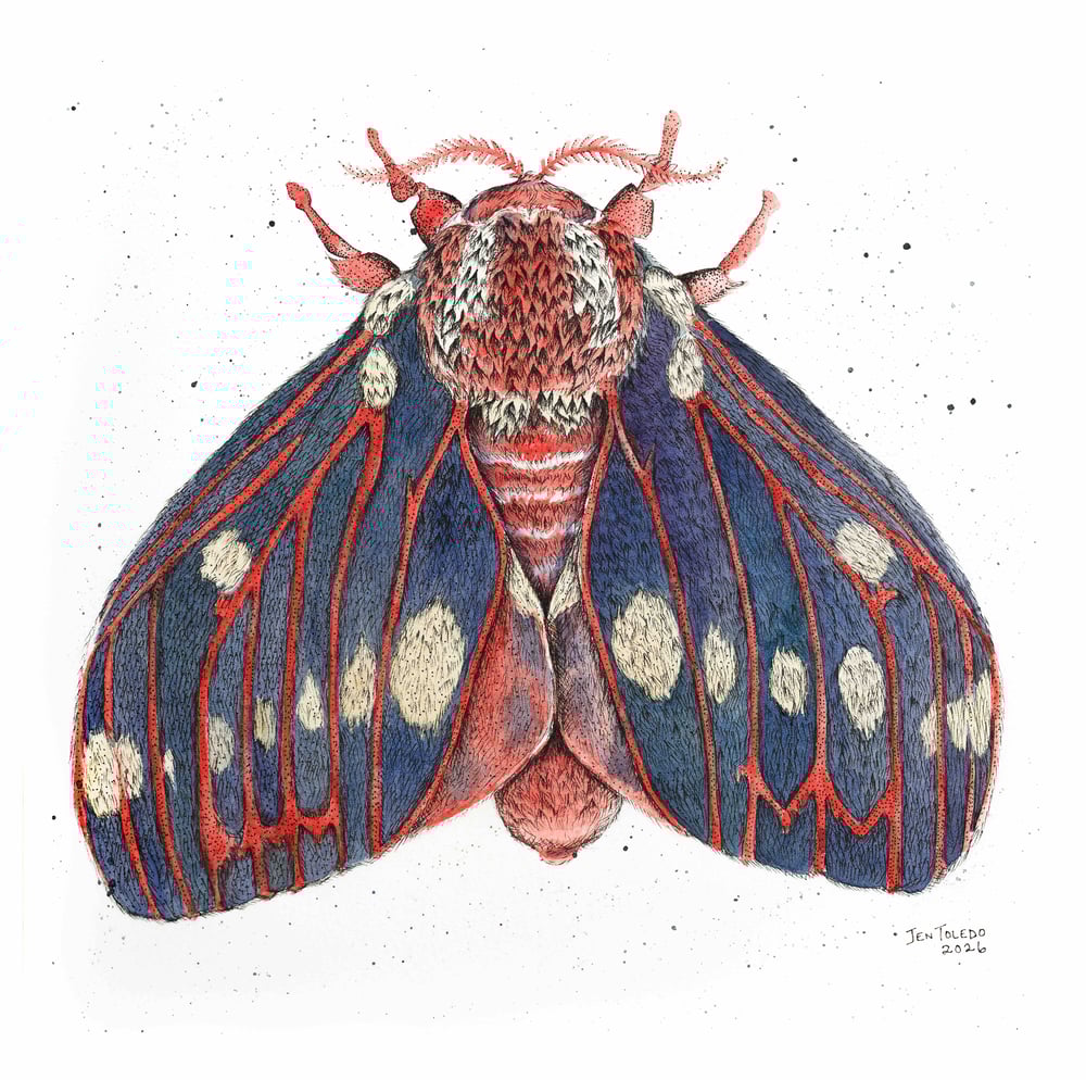 Image of Walnut Moth