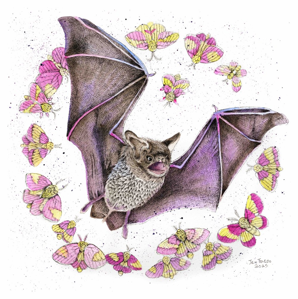 Image of Little Brown Bat + Moths