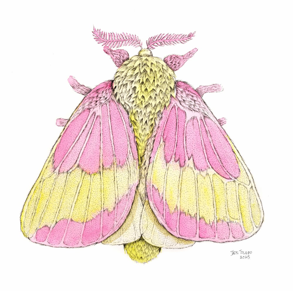 Image of Rosy Maple Moth