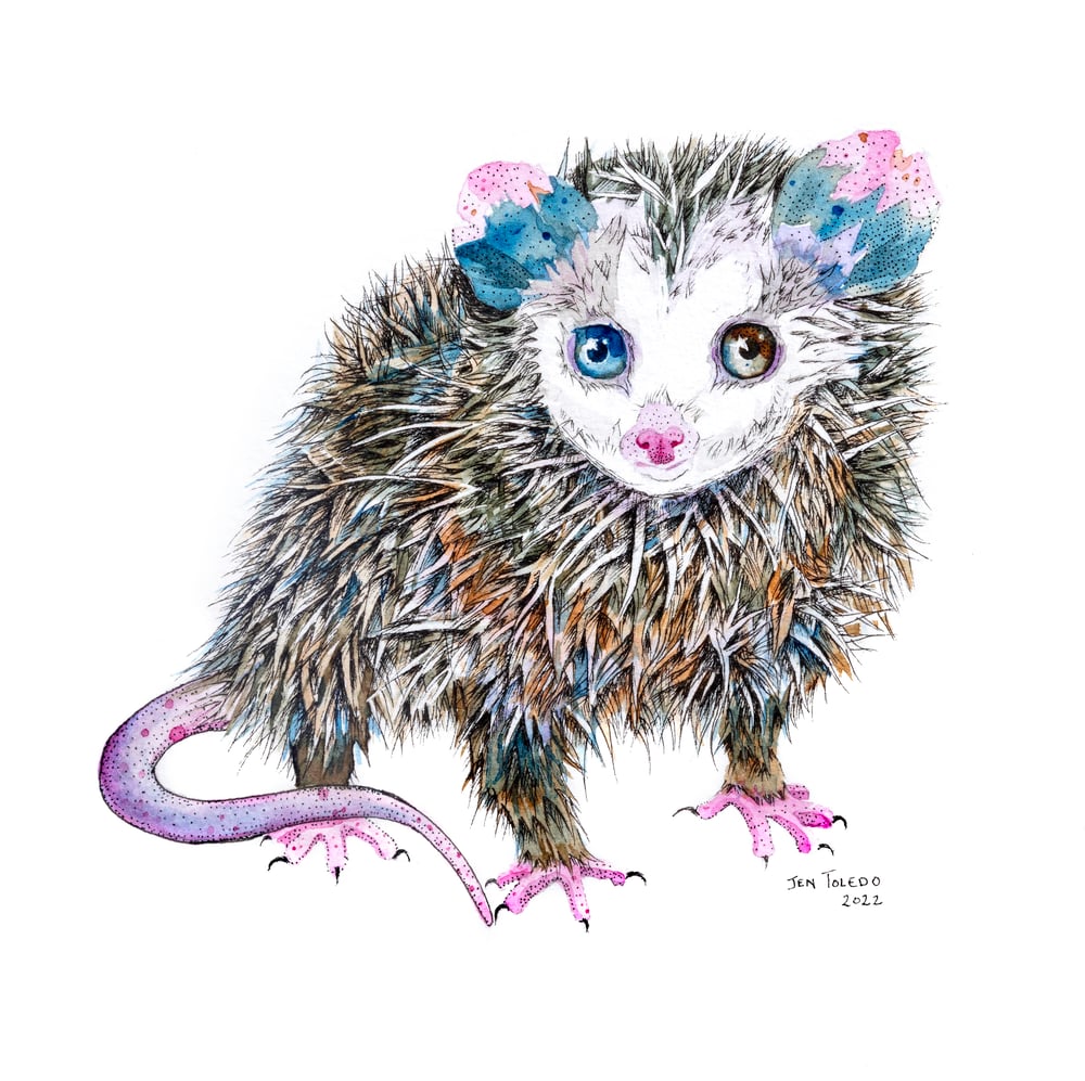Image of Pink Opossum