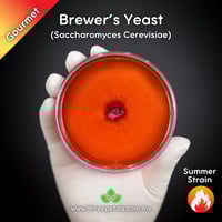 Image 1 of Brewer's Yeast (Saccharomyces Cerevisiae) Live Mycelium Mushroom Culture Spawn Seed
