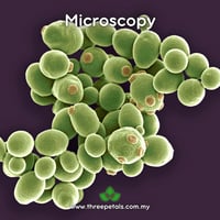 Image 3 of Brewer's Yeast (Saccharomyces Cerevisiae) Live Mycelium Mushroom Culture Spawn Seed