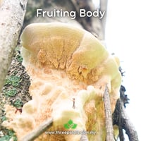 Image 4 of Scaly Bracket (Earliella Scabrosa) Live Mycelium Mushroom Culture Spawn Seed