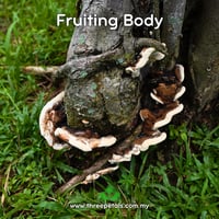 Image 2 of Scaly Bracket (Earliella Scabrosa) Live Mycelium Mushroom Culture Spawn Seed