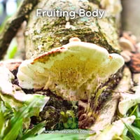 Image 3 of Scaly Bracket (Earliella Scabrosa) Live Mycelium Mushroom Culture Spawn Seed