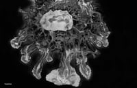 MONOGURUI y-shirt(hooded): (uber-fuyos(no)GOSUTO)