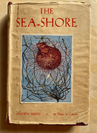 Image 1 of The Seashore The Shown Series (A)
