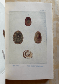 Image 2 of The Seashore The Shown Series (A)