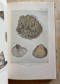 Image 3 of The Seashore The Shown Series (A)