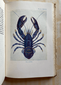 Image 4 of The Seashore The Shown Series (A)