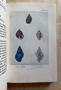 Image 5 of The Seashore The Shown Series (A)