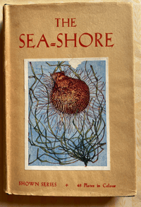 Image 1 of The Seashore The Shown Series (B)