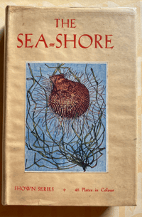 Image 1 of The Seashore The Shown Series (C)