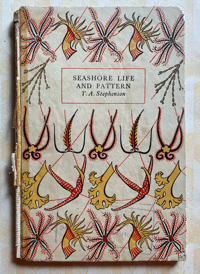 Image 1 of Seashore life and pattern (A)