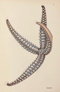 Image 6 of Seashore Life and Pattern (B)