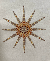 Image 8 of Seashore Life and Pattern (B)