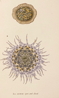 Image 6 of Seashore Life and Pattern (C)