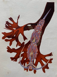 Image 10 of Seashore Life and Pattern (D)