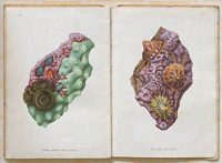 Image 11 of Seashore Life and Pattern (D)