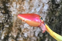 Image 3 of SPEEDBAITS Custom Airbrushed Crankbait BFS 