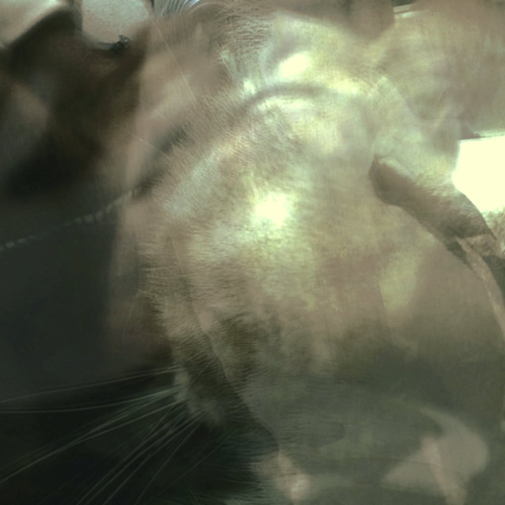 Image of mi memoria tomando forma - almeja de plata, abierta + la carrera universal hacia no entendernos