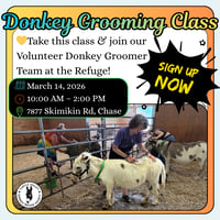 Donkey Grooming Basics Class