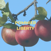Pommier Liberty