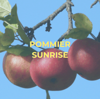 Pommier Sunrise