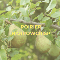 Poirier Harrowcrisp