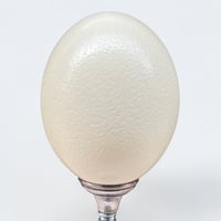 Image 6 of Lampe oeuf d'autruche sur pied en métal argenté  ancien  - Cabinet de curiosités