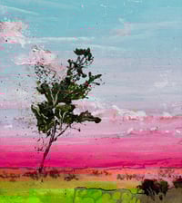 Image 2 of Wind-Split Gum Tree