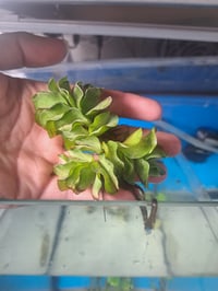 Salvinia molesta (Floating water moss)
