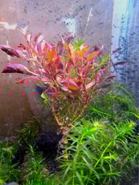 Jacob's coat (Alternanthera ficoidea bettzickiana)