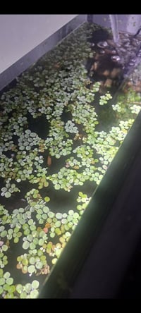 Water spangles (salvinia minima)