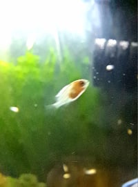 Image 1 of Polar blue parrot 10 - 12mm