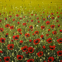 Image 1 of 'Float like a Butterfly'