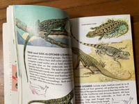 Image 2 of Vintage Reptiles and Amphibians Golden Nature Guide