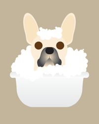 Image 12 of French Bulldog Collection