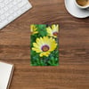 Beautiful African Daisy Flower Postcard 